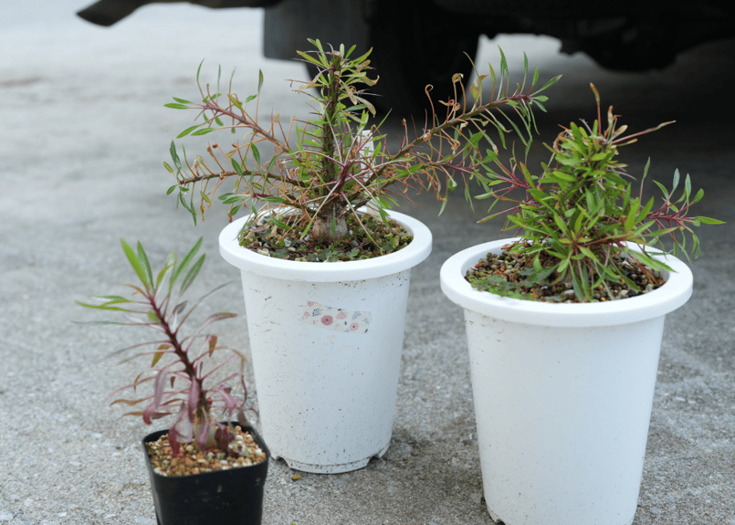 フォークイエリア プルプシー | mana's farm:塊根植物・アガベ・ドライ