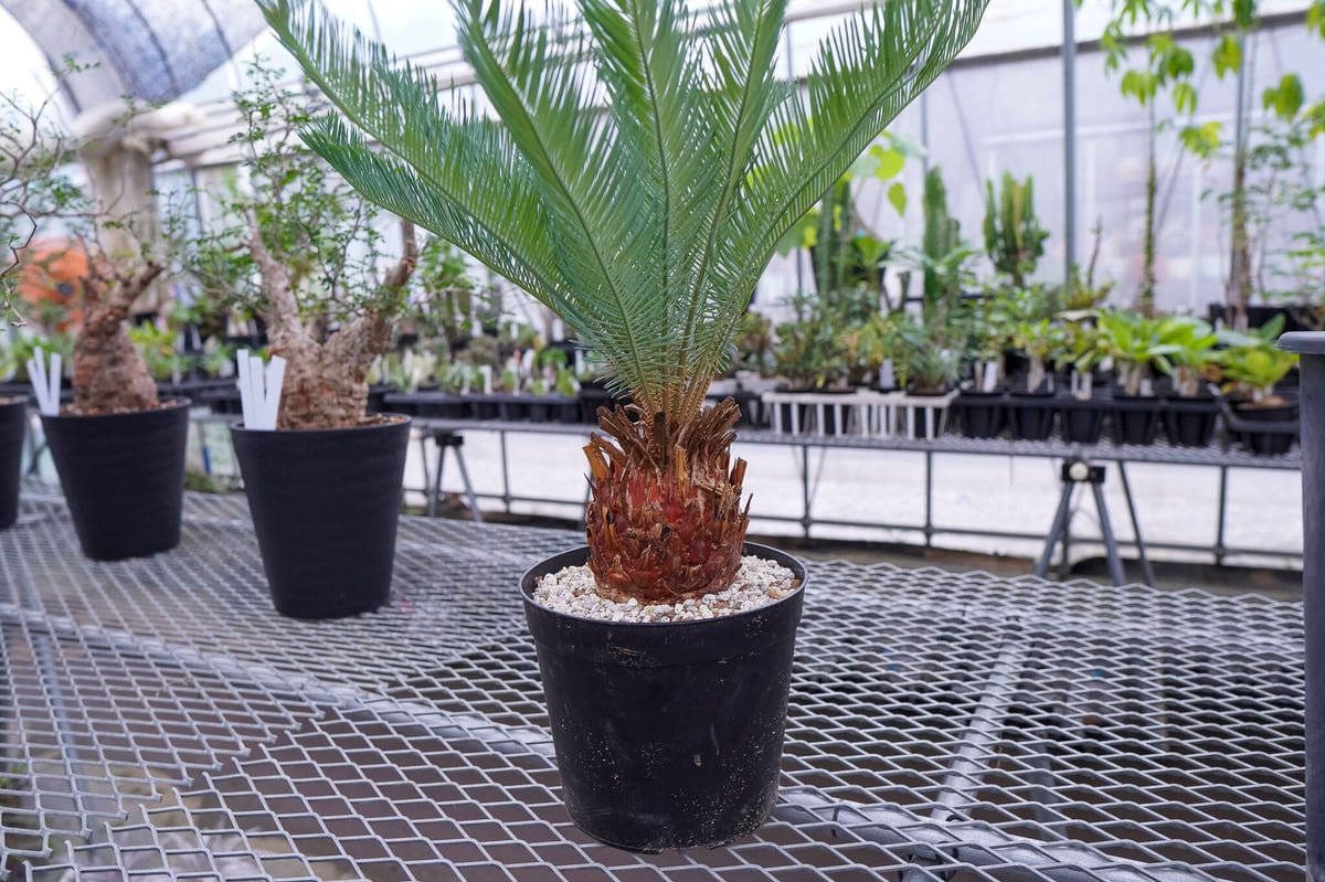 サイカス カイルンシアナ 秋分の日限定価格。 | mana's farm:塊根植物