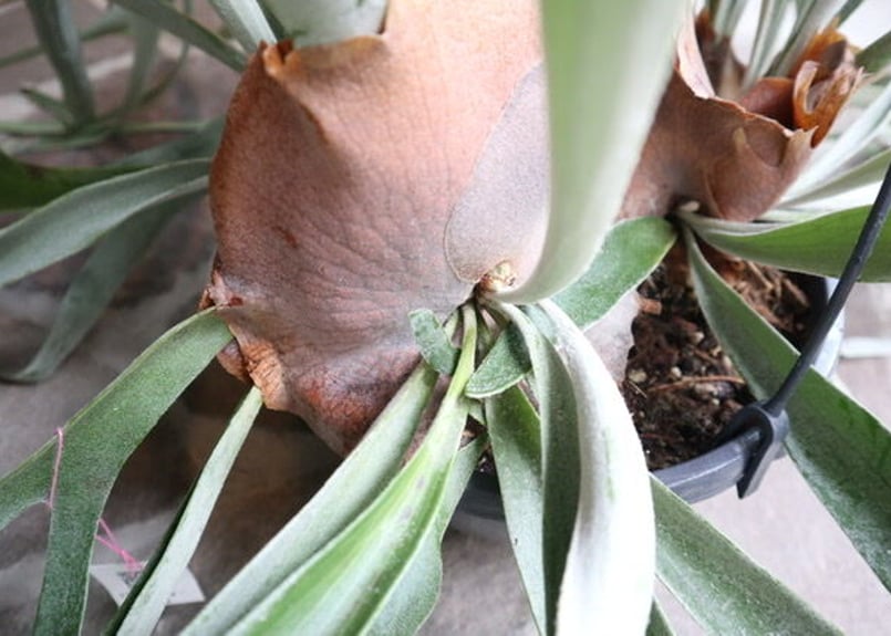 ビカクシダ ビーチー | mana's farm:塊根植物・アガベ・ドライガーデン