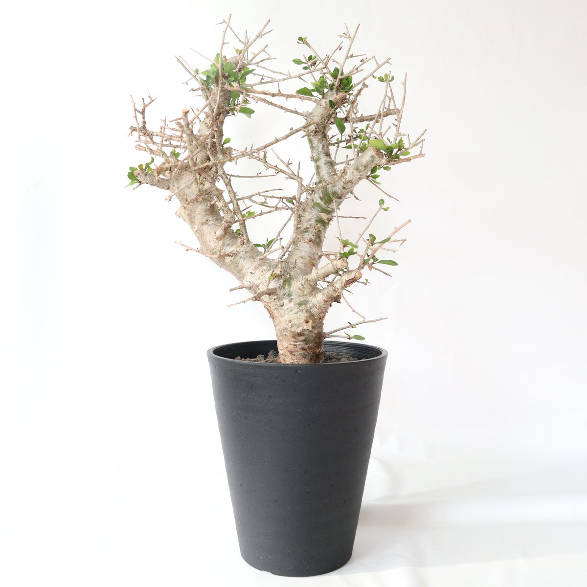 コミフォラ・シンプリキフォリア | mana's farm:塊根植物・アガベ