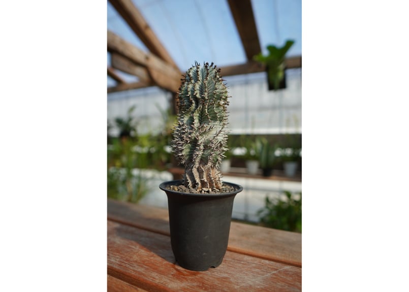 ユーフォルビア ゼブラ ホリダ | mana's farm:塊根植物・アガベ