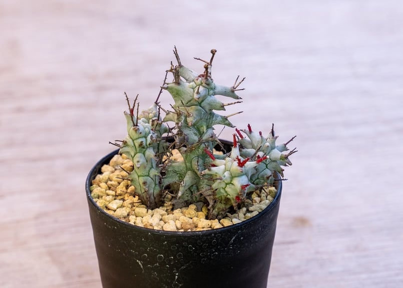 ユーフォルビア ホリダ モンスト | mana's farm:塊根植物・アガベ