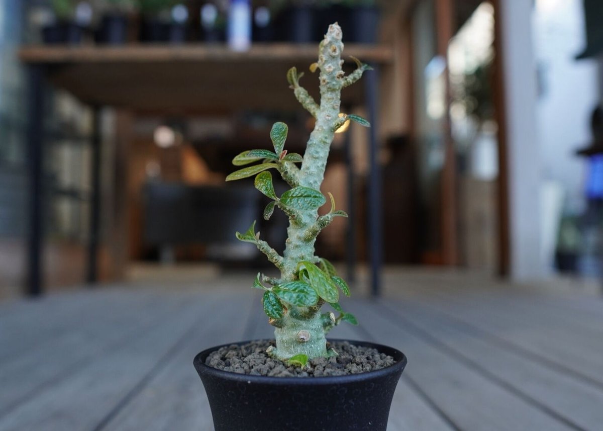 ドルステニア ギガス Dorstenia gigas | mana's farm:塊根植物・ア