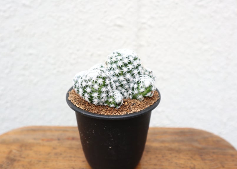 マミラリア 姫春星 | mana's farm:塊根植物・アガベ・ドライガーデン