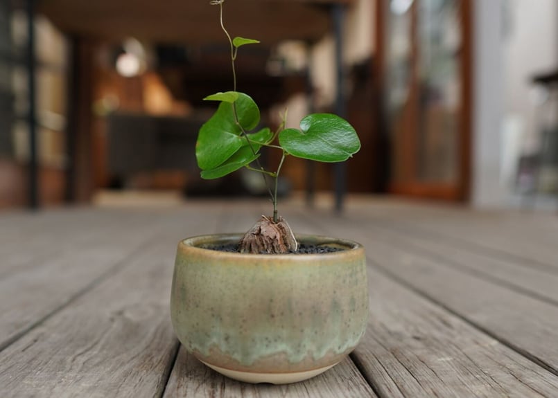 亀甲竜 ”塊根植物スターターセット” NO.2 | mana's farm:塊根植物