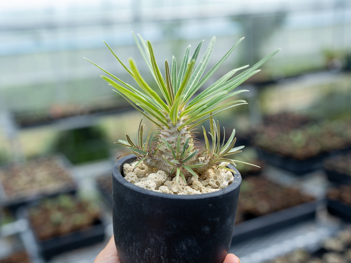 パキポディウム グラキリス 沖縄実生 | mana's farm:塊根植物・アガベ