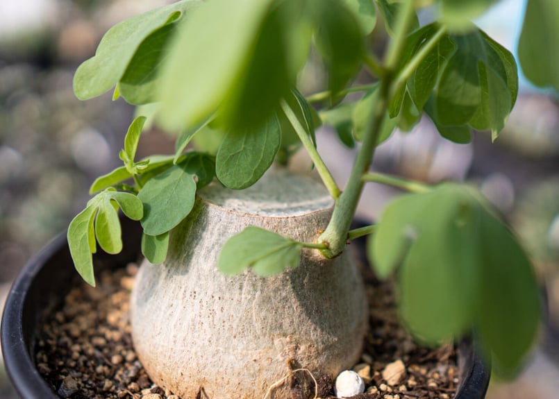 アデニア グラウカ | mana's farm:塊根植物・アガベ・ドライガーデン