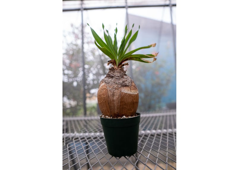 ブーファン ディスティチャ | mana's farm:塊根植物・アガベ・ドライ