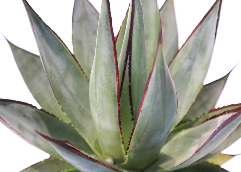 アガベ ブルーグロー | mana's farm:塊根植物・アガベ・ドライガーデン