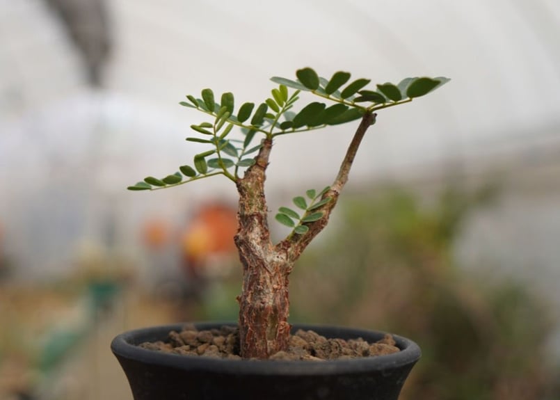 センナ メリディオナリス | mana's farm:塊根植物・アガベ・ドライ