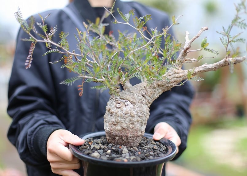 オペルクリカリア パキプス | mana's farm:塊根植物・アガベ・ドライ