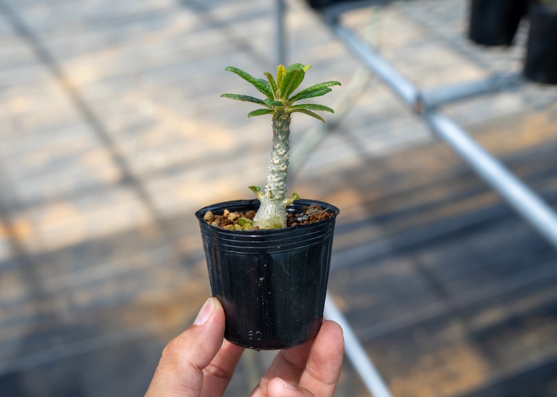 ドルステニア ギガス 沖縄実生 | mana's farm:塊根植物・アガベ