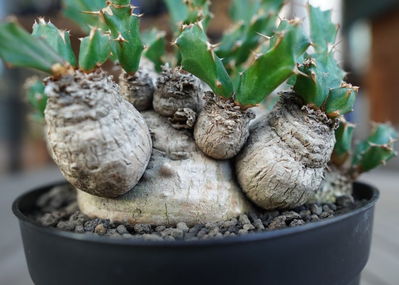 ユーフォルビア クラビゲラ Euphorbia clavigera | mana's farm