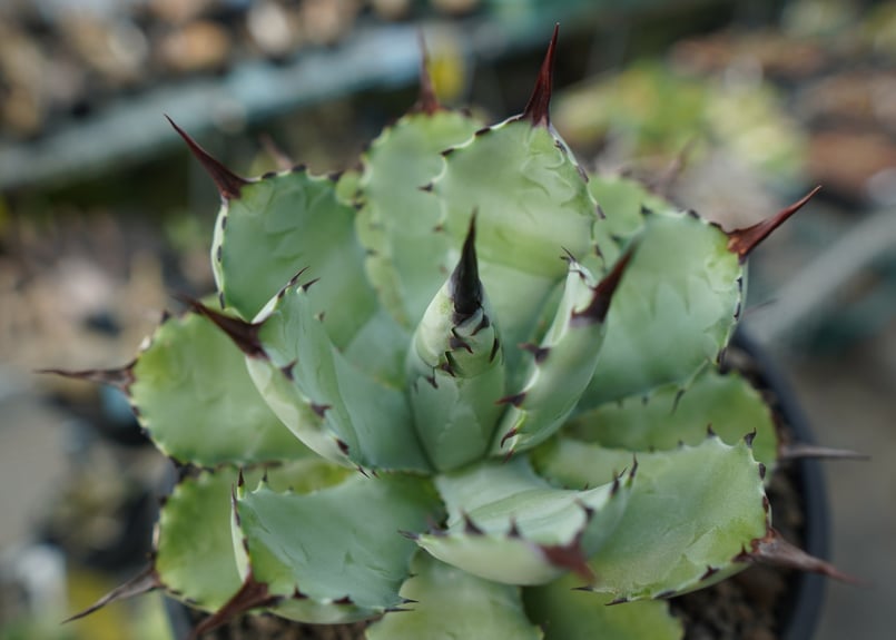 アガベ マクロアカンサ×ポタトラム Agave macroacantha×potatorum