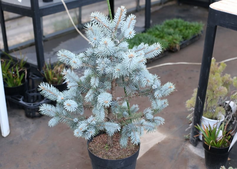 プンゲンストウヒ ホプシー | mana's farm:塊根植物・アガベ・ドライ