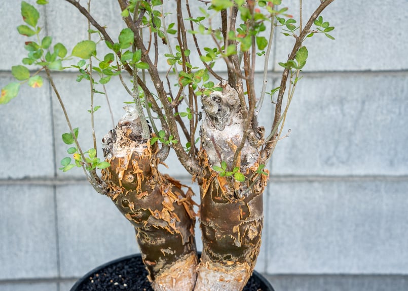 ブルセラ ファガロイデス NO.3 | mana's farm:塊根植物・アガベ