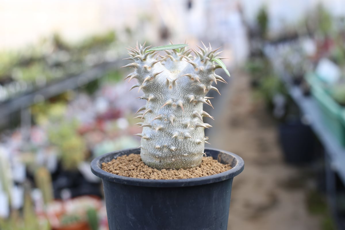 パキポディウム デンシフローラム 実生株 | mana's farm:塊根植物