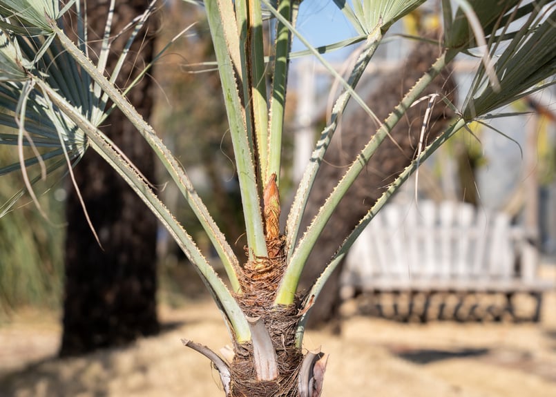 ブラヘア アルマータ | mana's farm:塊根植物・アガベ・ドライガーデン