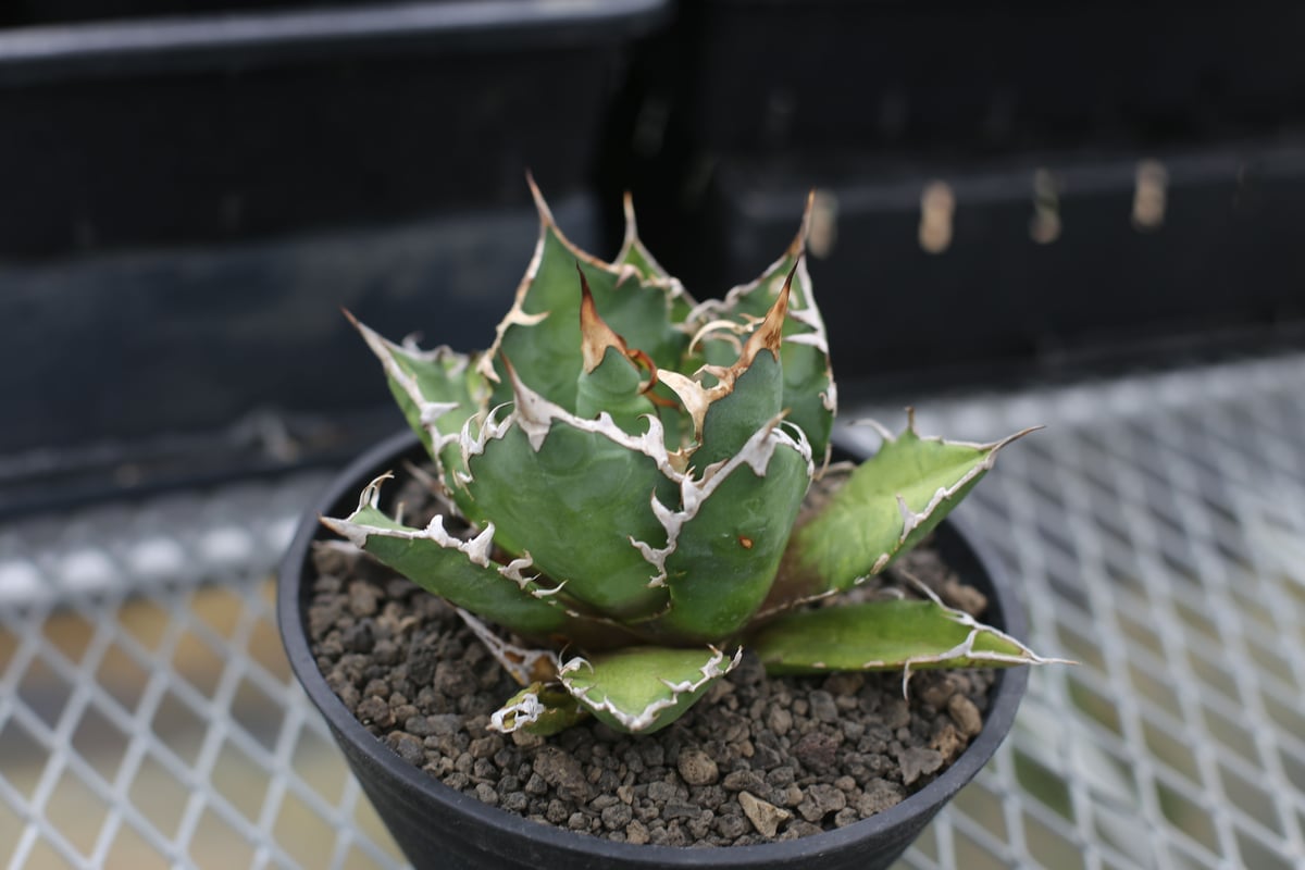 アガベ チタノタ オテロイ | mana's farm:塊根植物・アガベ・ドライ