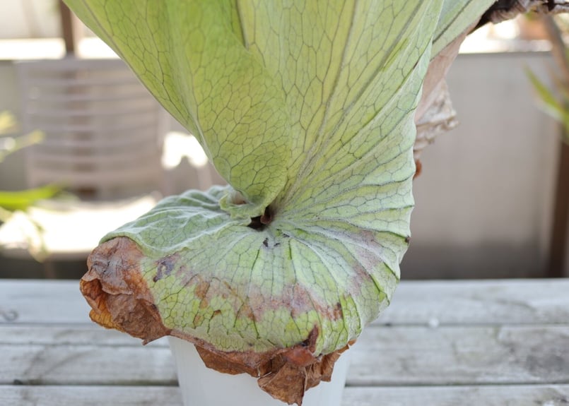 ビカクシダ グランデ《1》 | mana's farm:塊根植物・アガベ・ドライ