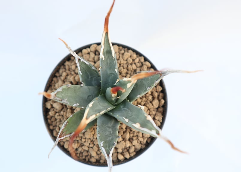 アガベ ユタエンシス エボリスピナ | mana's farm:塊根植物・アガベ