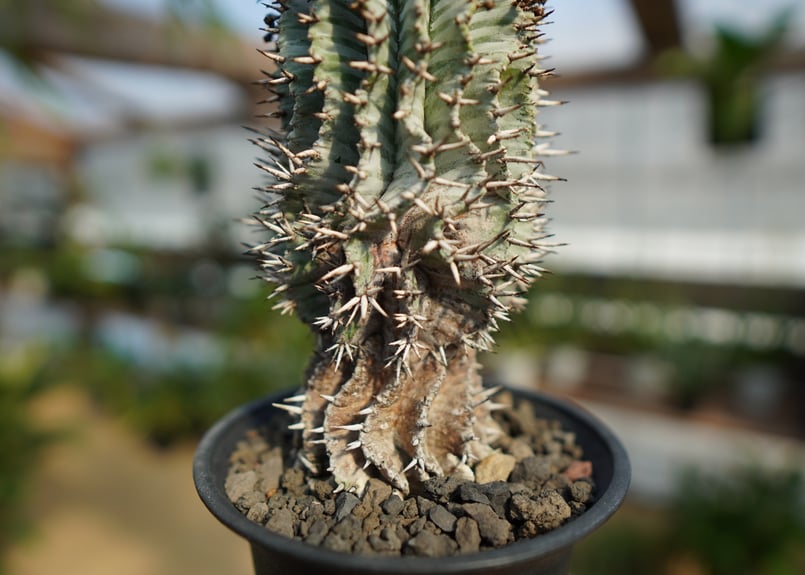 ユーフォルビア ゼブラ ホリダ | mana's farm:塊根植物・アガベ