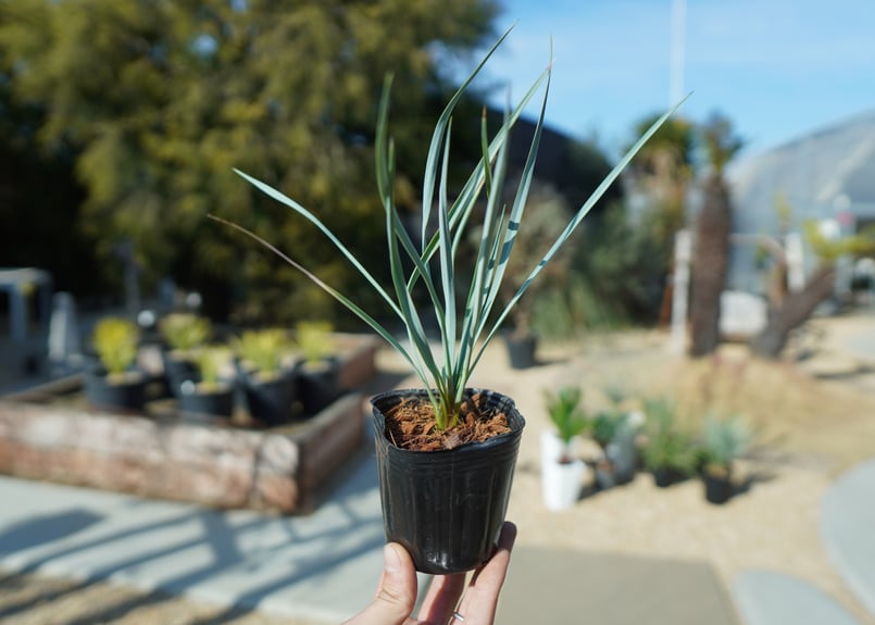 ユッカ ロストラータ 【公式通販】