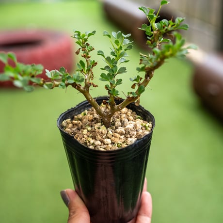 サルコカウロンバンデリエティアエ | STORES