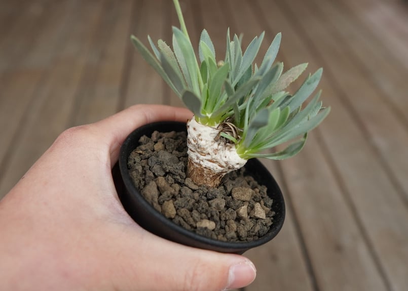 オトンナ レトロルサ Othonna retrorsa | mana's farm:塊根植物・