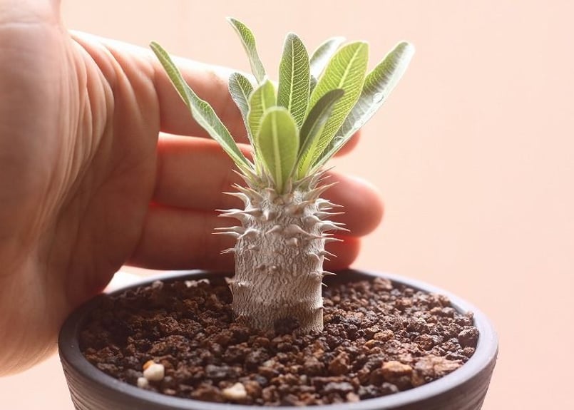 パキポディウム デンシフローラム 国内実生 | mana's farm:塊根植物