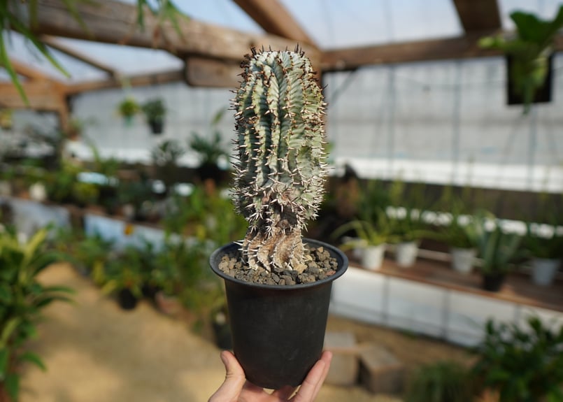 ユーフォルビア ゼブラ ホリダ | mana's farm:塊根植物・アガベ