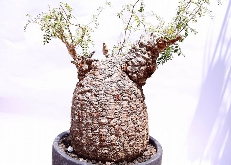 オペルクリカリア パキプス | mana's farm:塊根植物・アガベ・ドライ