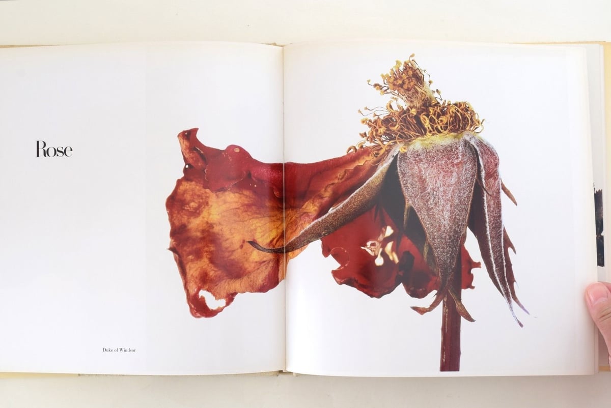 FLOWERS IRVING PENN | 誠光社 通信販売