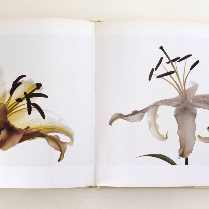 FLOWERS IRVING PENN | 誠光社 通信販売