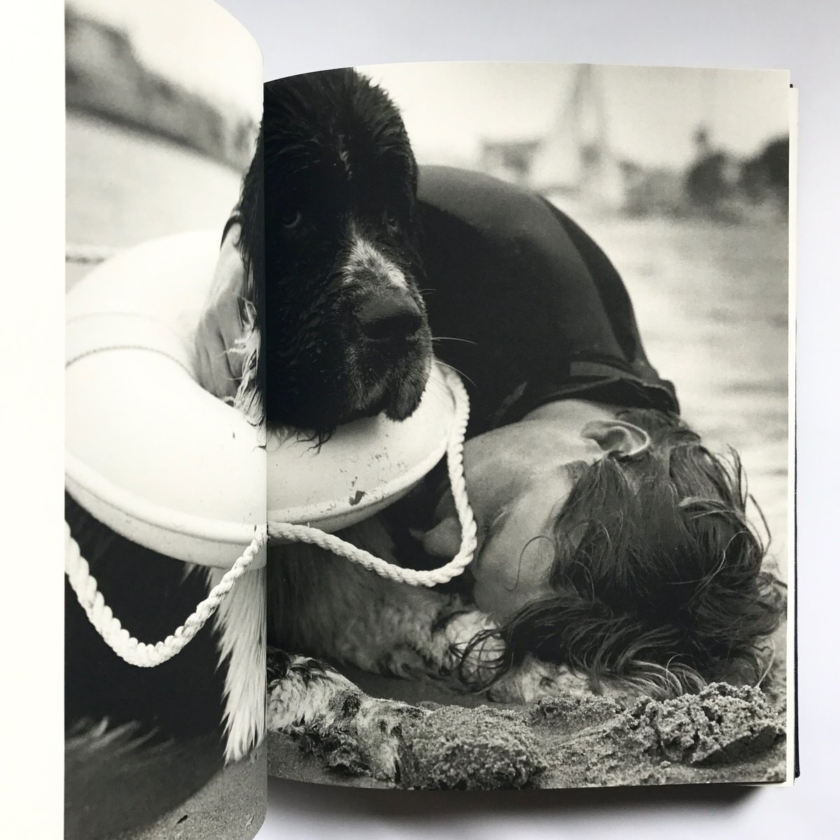 Title/Gentle Giants Author/ Bruce Weber | COWBOOKS
