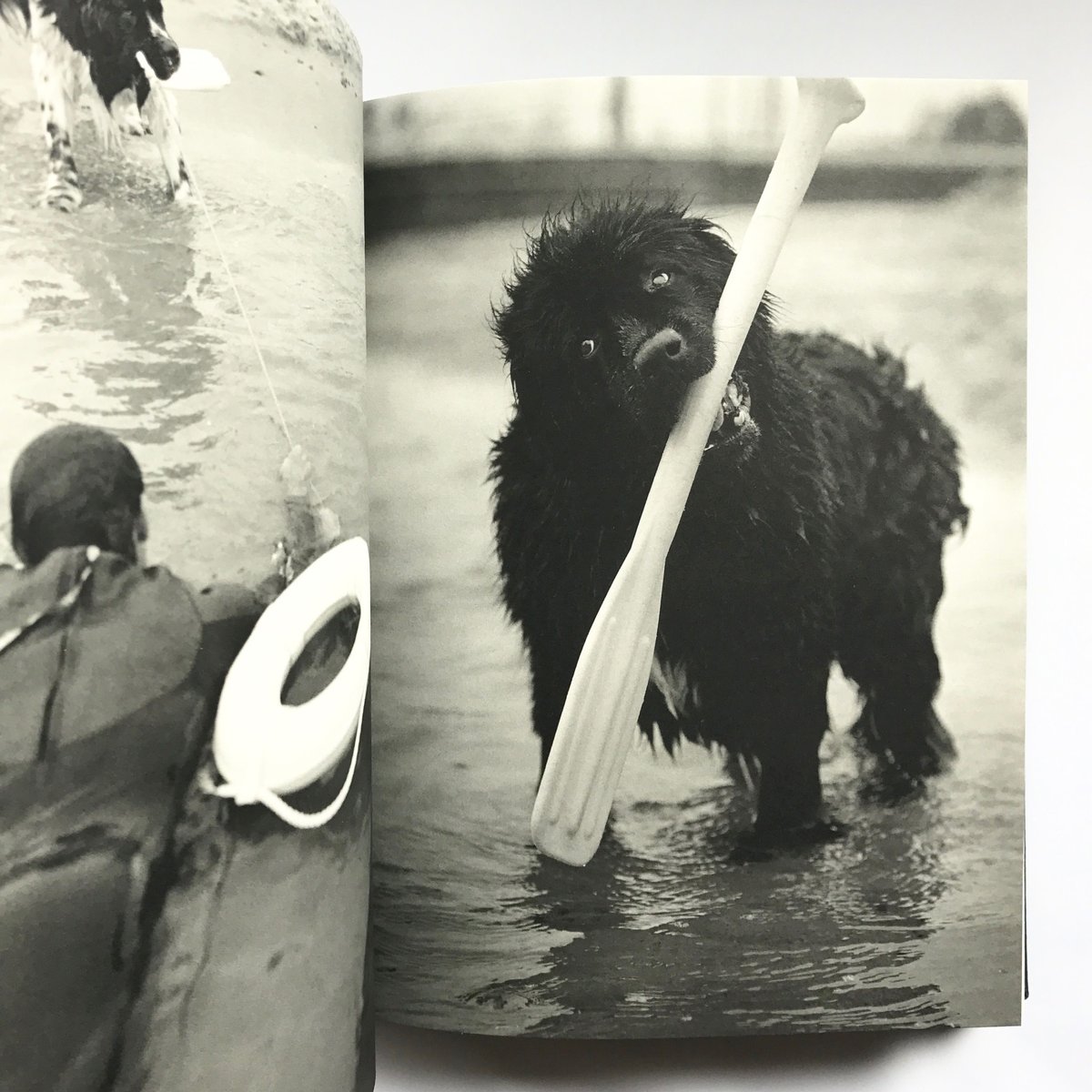 Title/Gentle Giants Author/ Bruce Weber | COWBOOKS