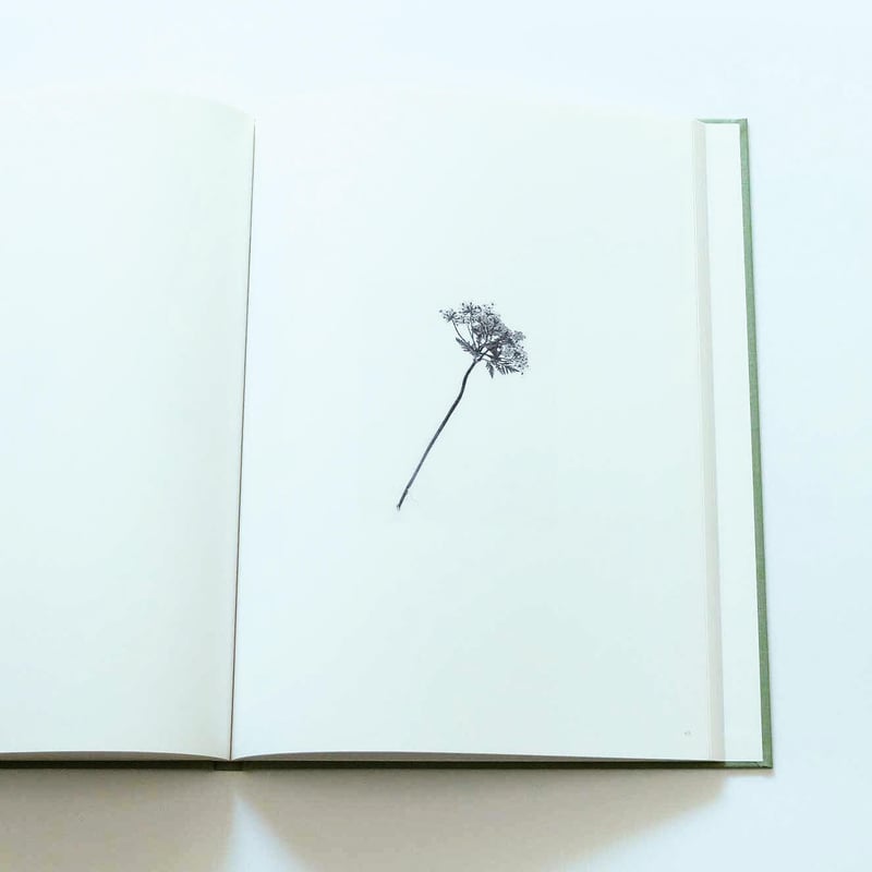 Terri Weifenbach: The may sun | Book Ernest