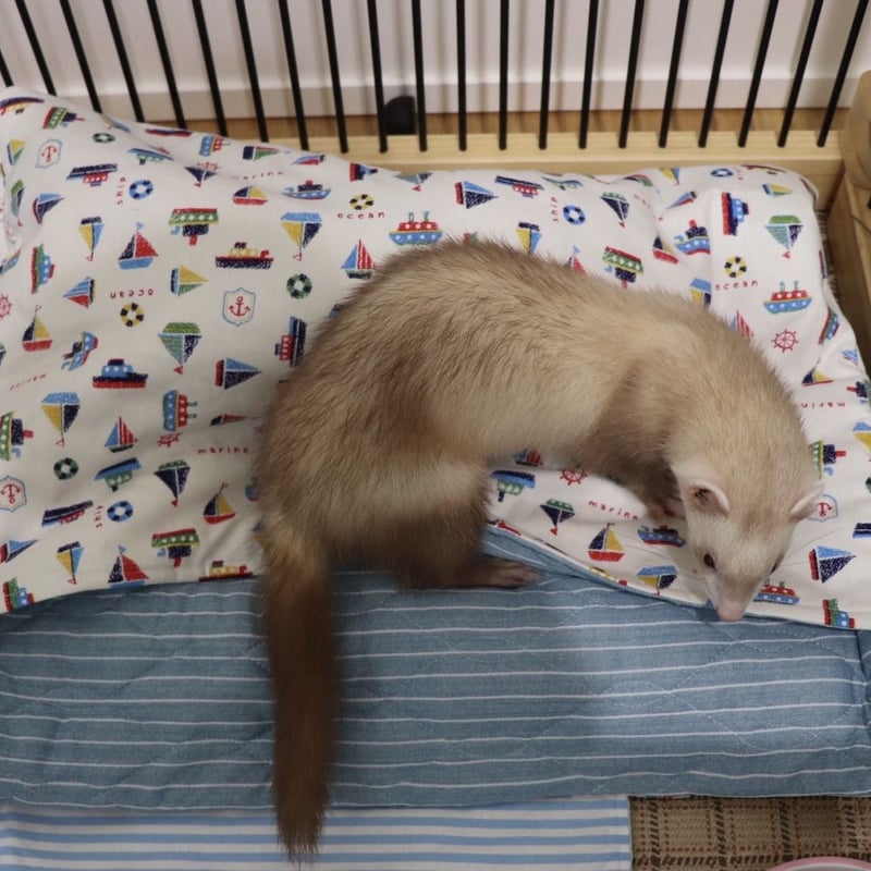 オーダー】ヨット柄グッズ | フェレット ハンモックのお店 Lilicoi