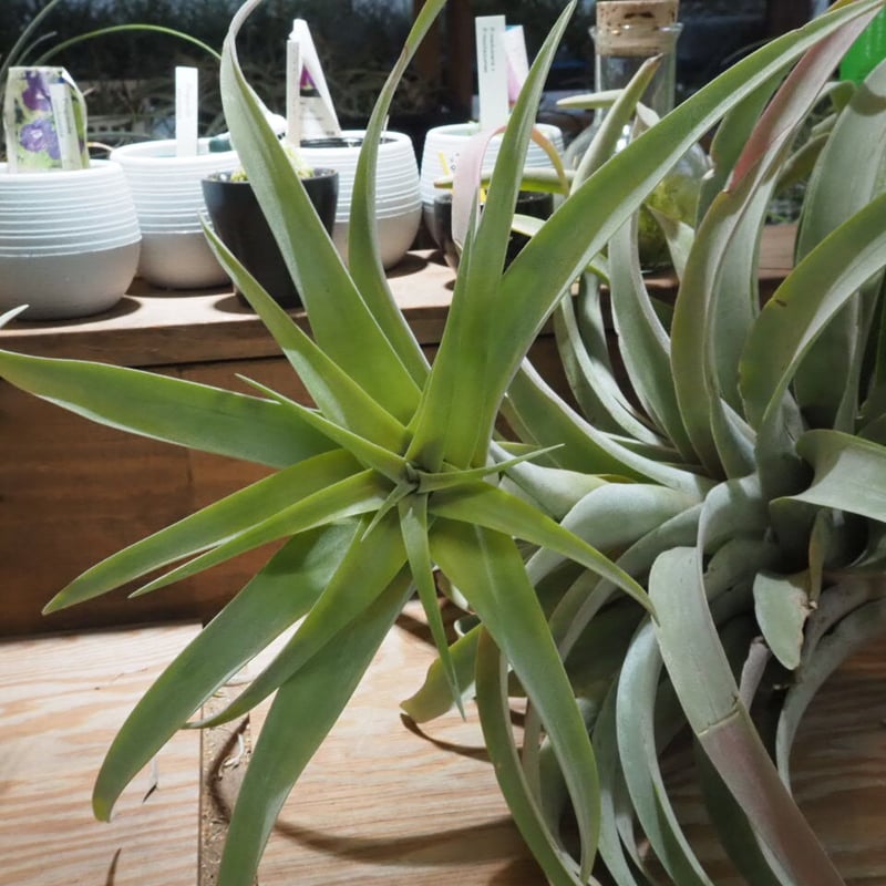 チランジア ／ カピタータ シルバーローズ XXL (T.capitata 'SilverRo