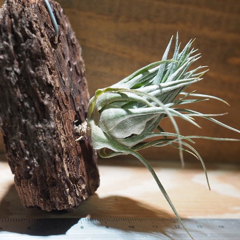 チランジア ／ カウツキー XL (T.kautskyi) ＊A01/Dec26 | 常葉植物