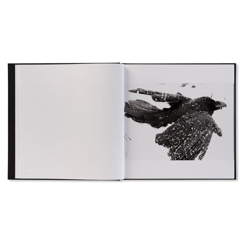 鴉（RAVENS） / 深瀬昌久 | ホホホ座浄土寺店