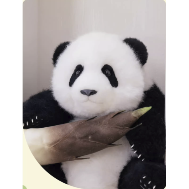 熊猫工場（Panda Factory）】萌蘭（モンラン） 生後5か月 うつぶせ姿