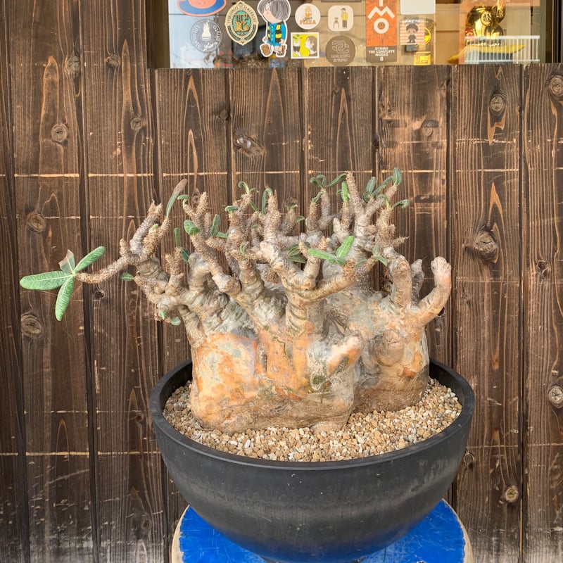 SRL鉢 パキポディウム グラキリス 現地球 発根済み グラキリス 現地球