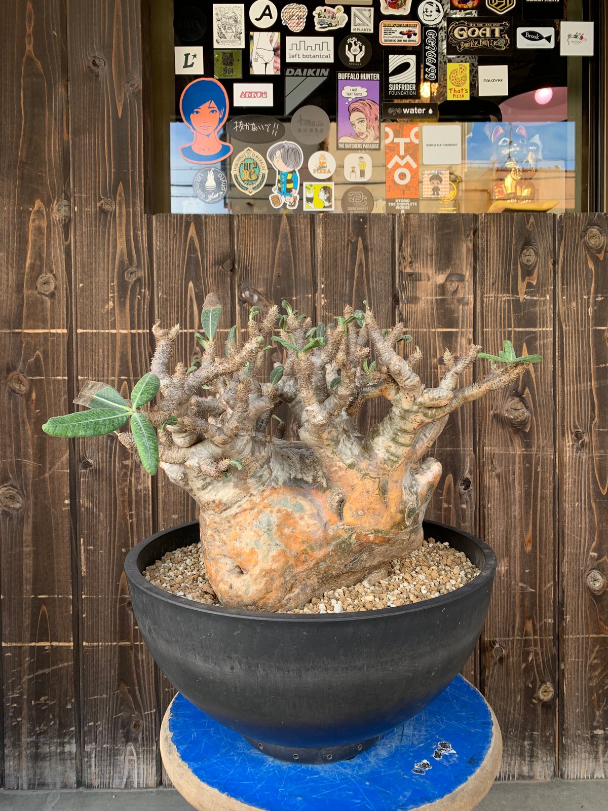 パキポディウム グラキリス 現地球 発根済み 塊根植物 多肉 【公式通販】