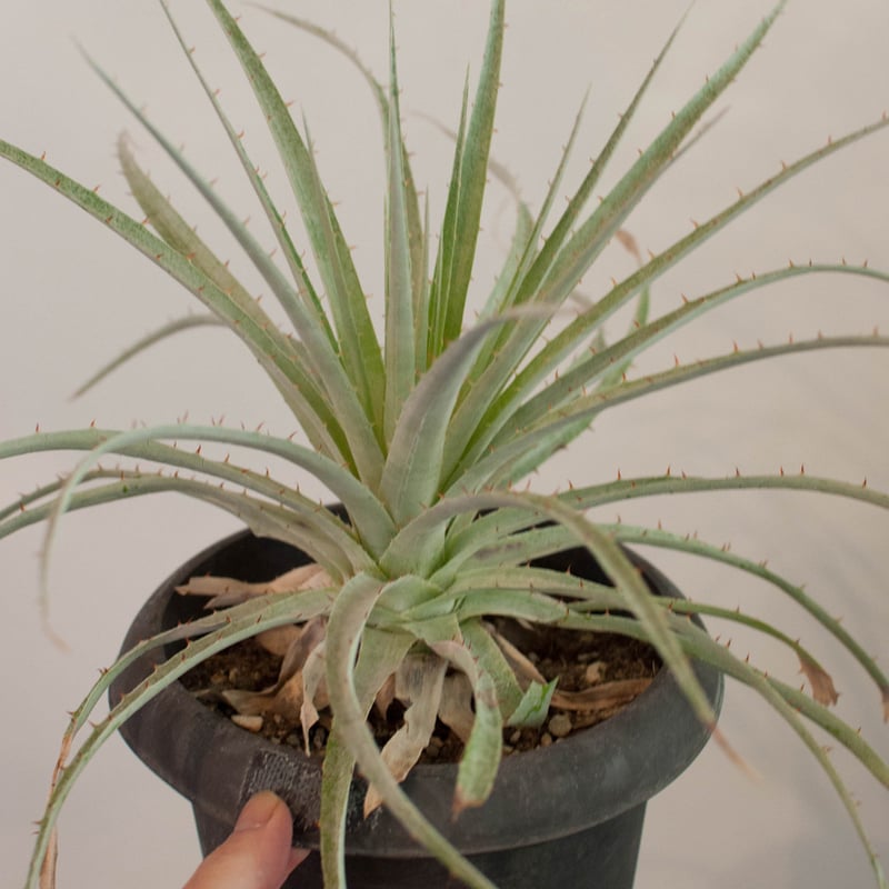 プヤ・セルーレア | AOKI KAEN