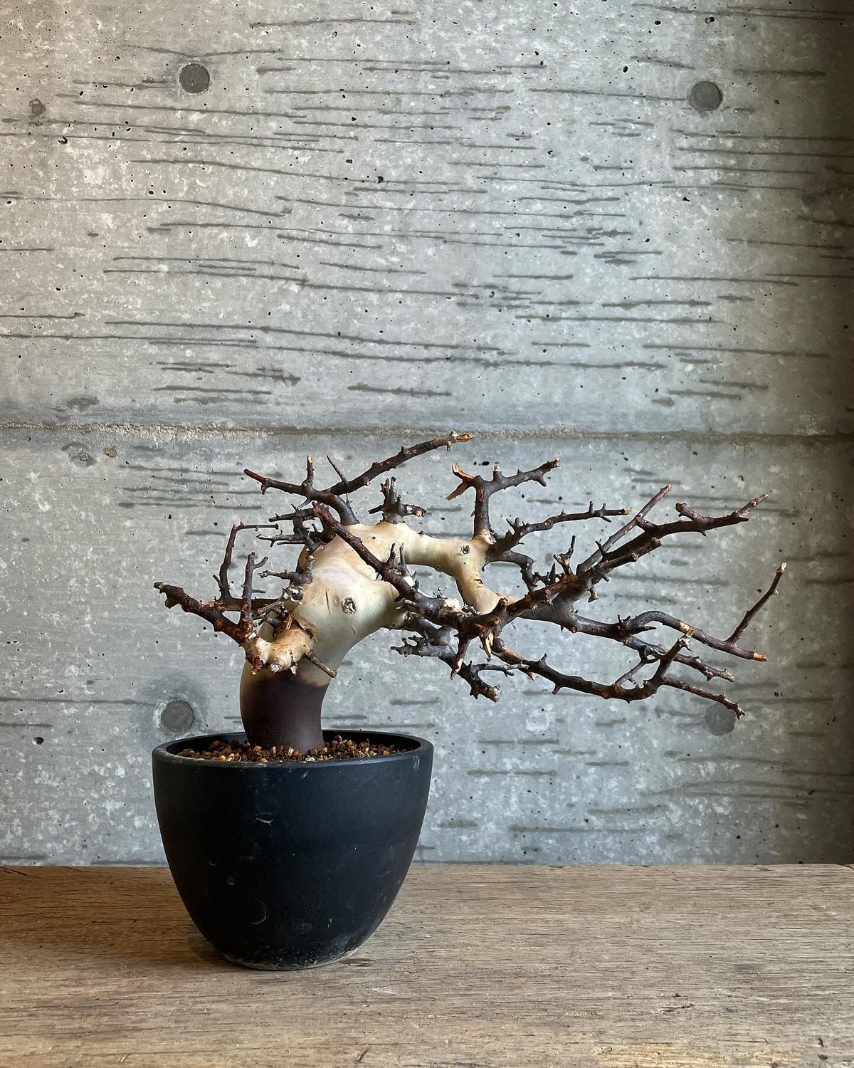 コミフォラ カタフ ピュア ソマリア産 | bot.