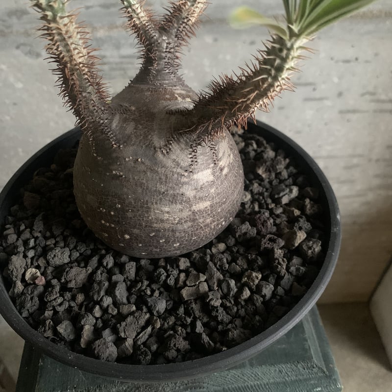 パキポディウム グラキリス 特選まんまる 個人コレクション株 | bot.