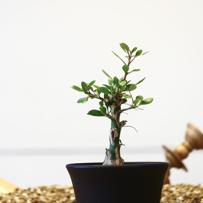 フォークイエリア ファシクラータ / Fouquieria fasciculata no.4