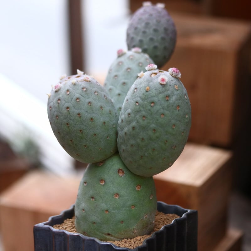 テフロカクタス ゲオメトリクス / Tephrocactus geometricus no