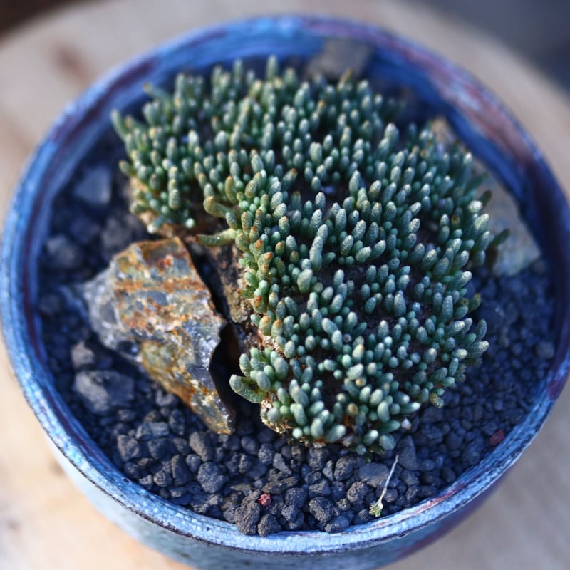 アボニア クイナリア アルストニー 赤花／Avonia quinaria ssp.